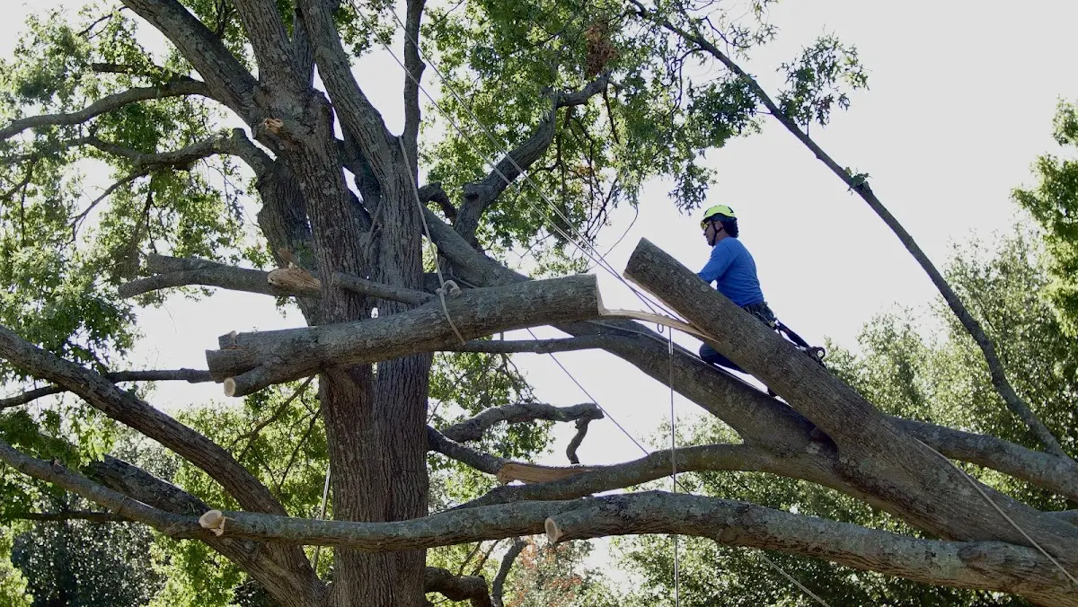 Professional Hazardous Tree Removal performed by certified arborists in Arcanum