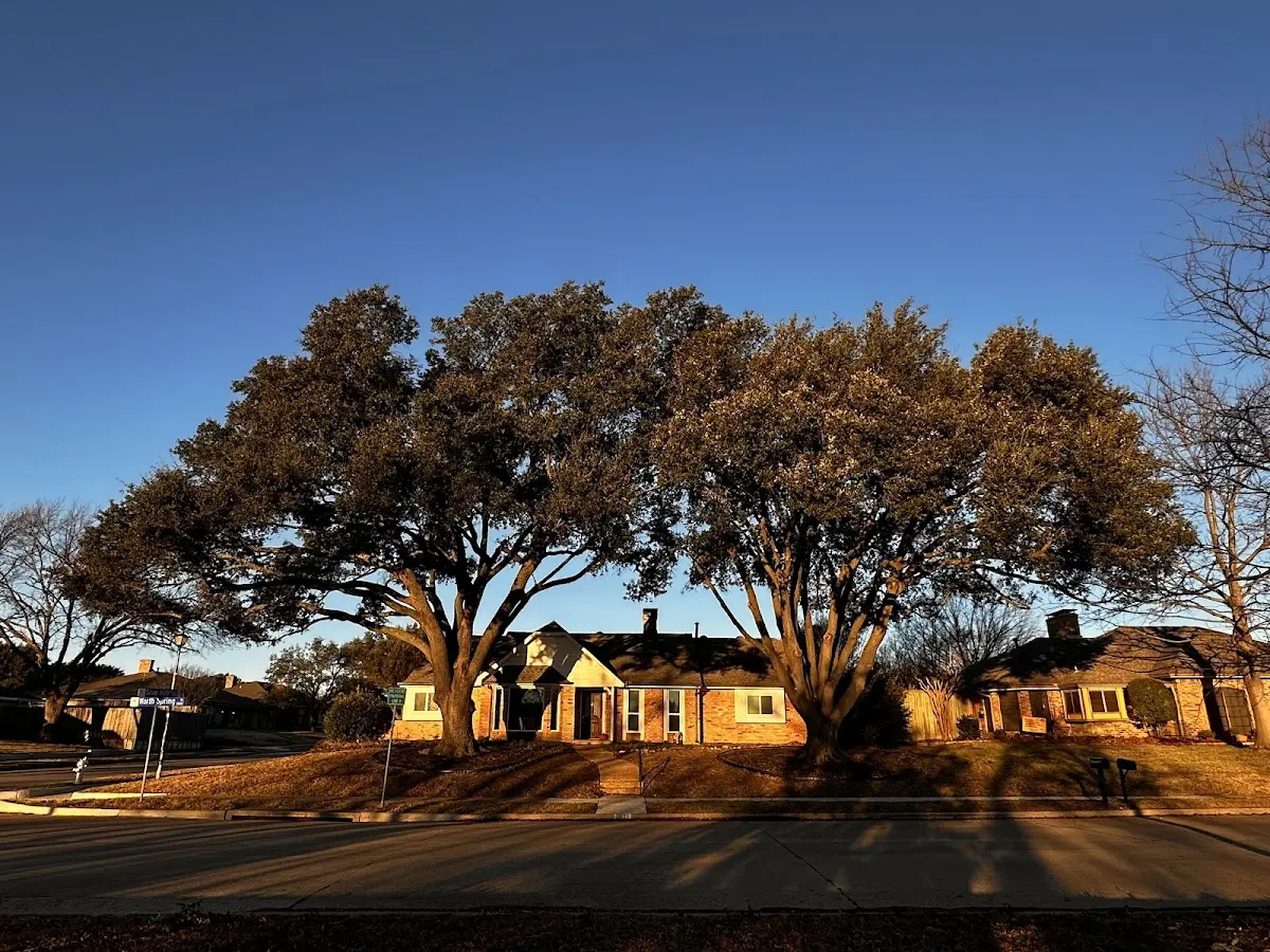Established residential canopy tree shading a home in Arcanum
