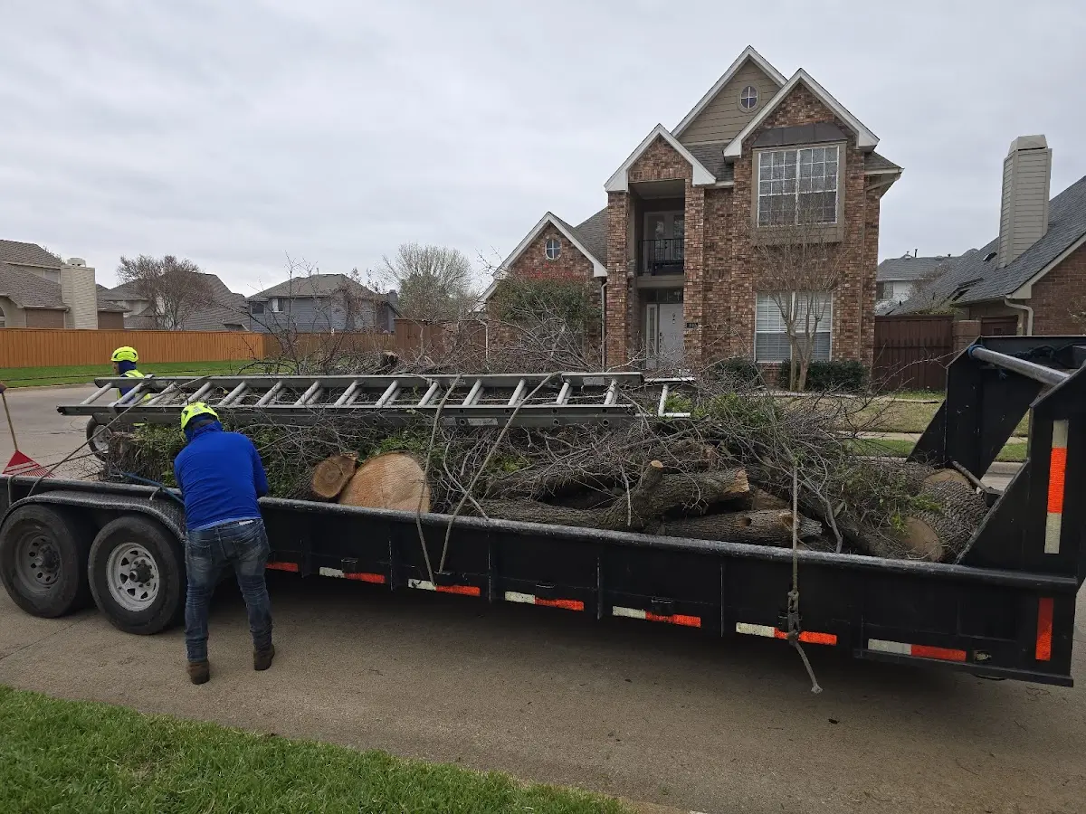 Expert Tree Removal with proper safety equipment in Arcanum